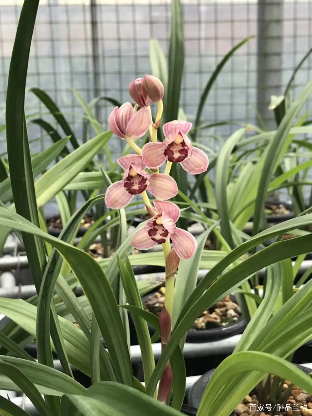 建兰中的网红品种 红月 花香醇厚 颜色艳丽 百科ta说