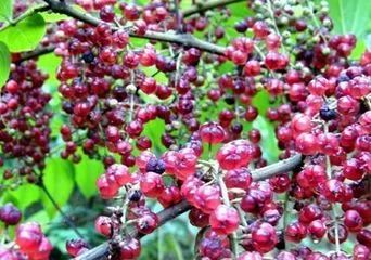 马桑，一种既能“杀人”又能“救人”的植物！_百科TA说
