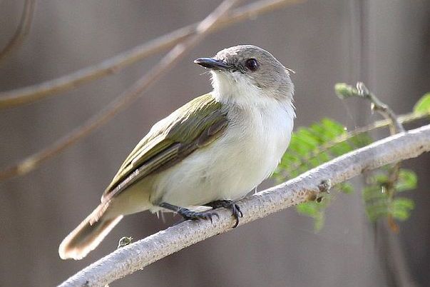 灰头鶲莺指名亚种