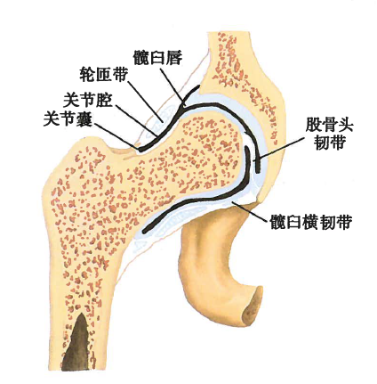 髋关节
