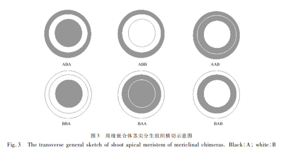 嵌合体_百度百科