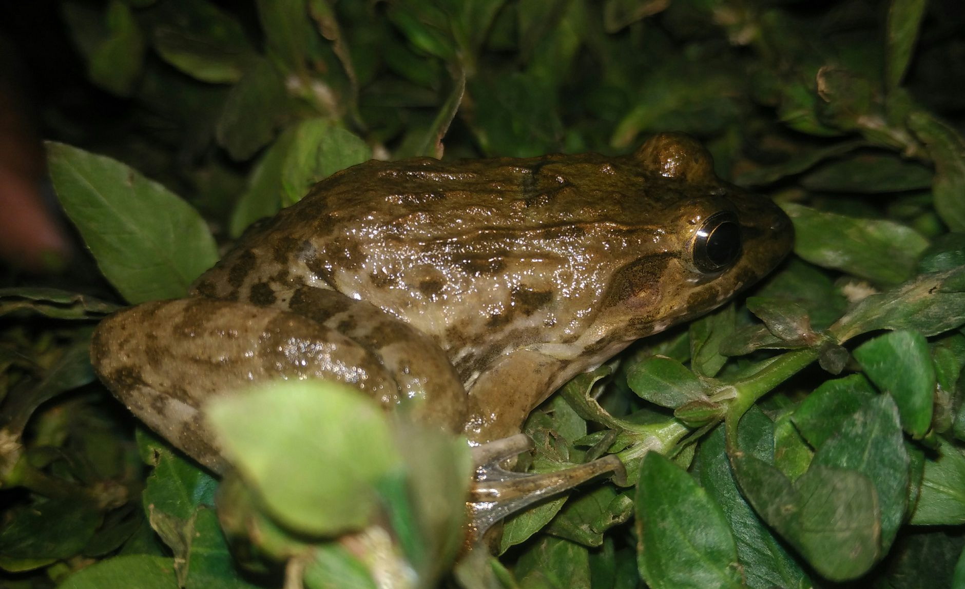 海陆蛙(学名:fejervarya cancrivora)是叉舌蛙科,陆蛙属的<