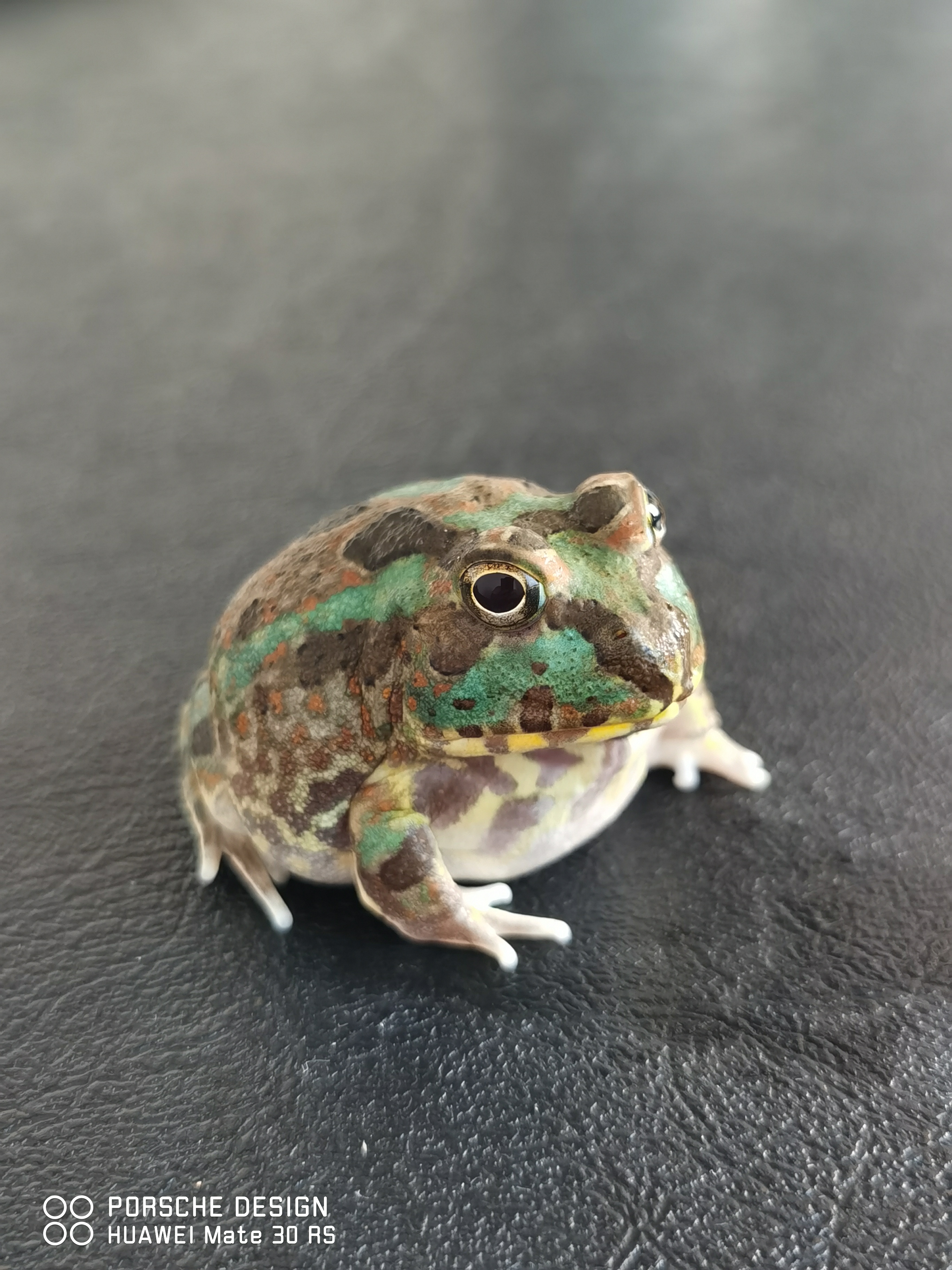 波子角蛙(chacophrys pierottii)是一种分布在南美洲阿根廷丛林中的 a