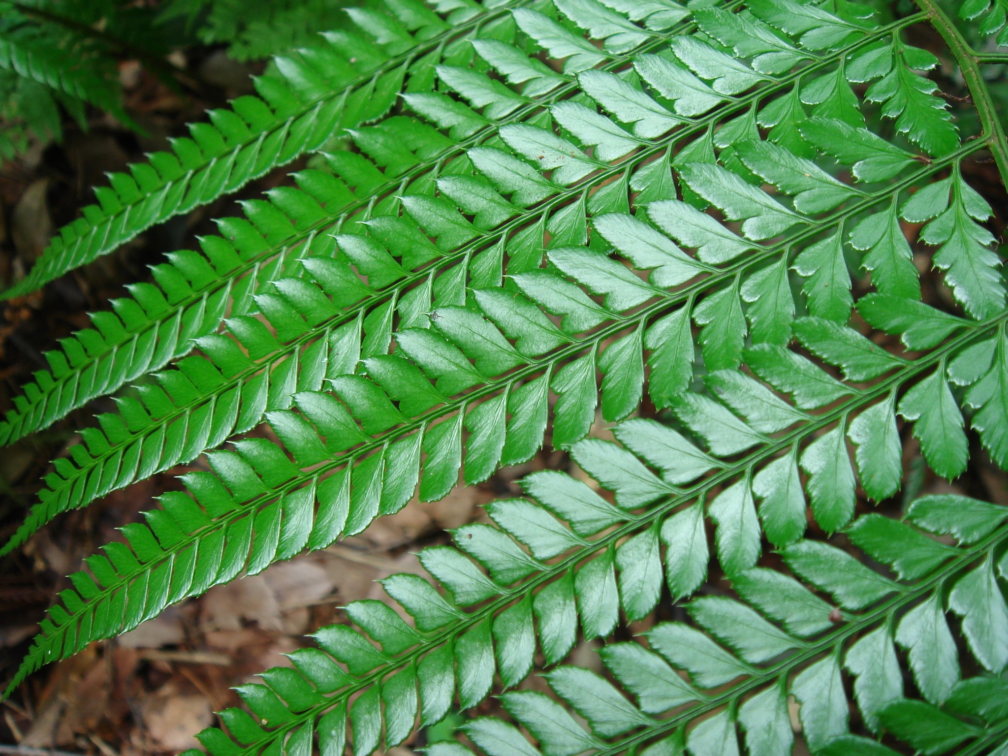  p>刺头复叶耳蕨(学名: i>arachniodes aristata /i> (g. forst.