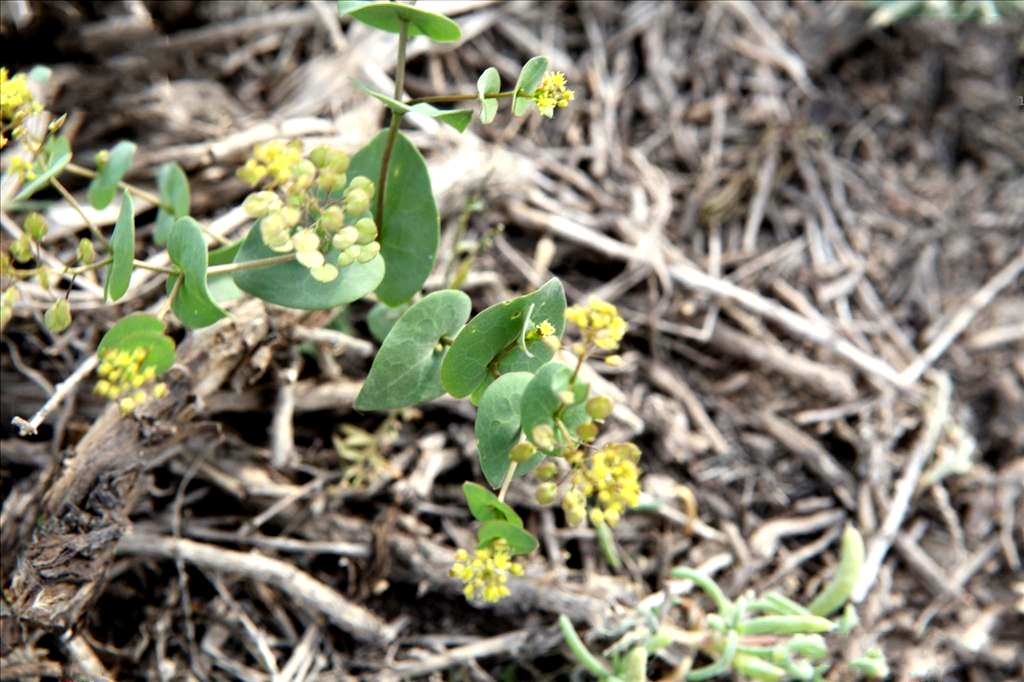  p>抱茎独行菜( i>lepidium perfoliatum  /i>linnaeus)是十字花科