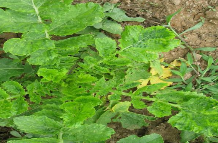  p>萝卜病毒病是由 a target="_blank" href="/item/芜菁花叶病毒