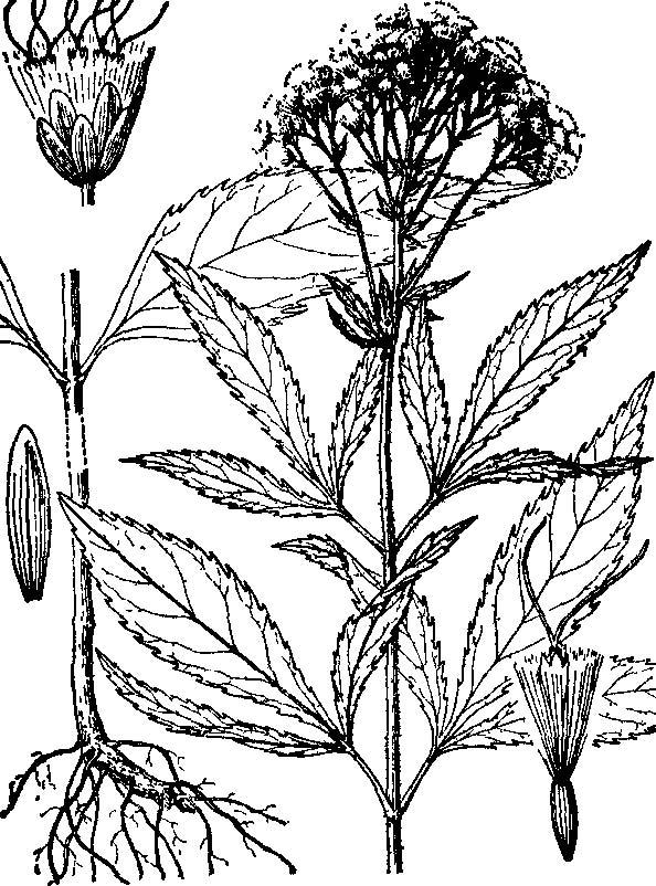 佩兰（菊科泽兰属植物）_百度百科