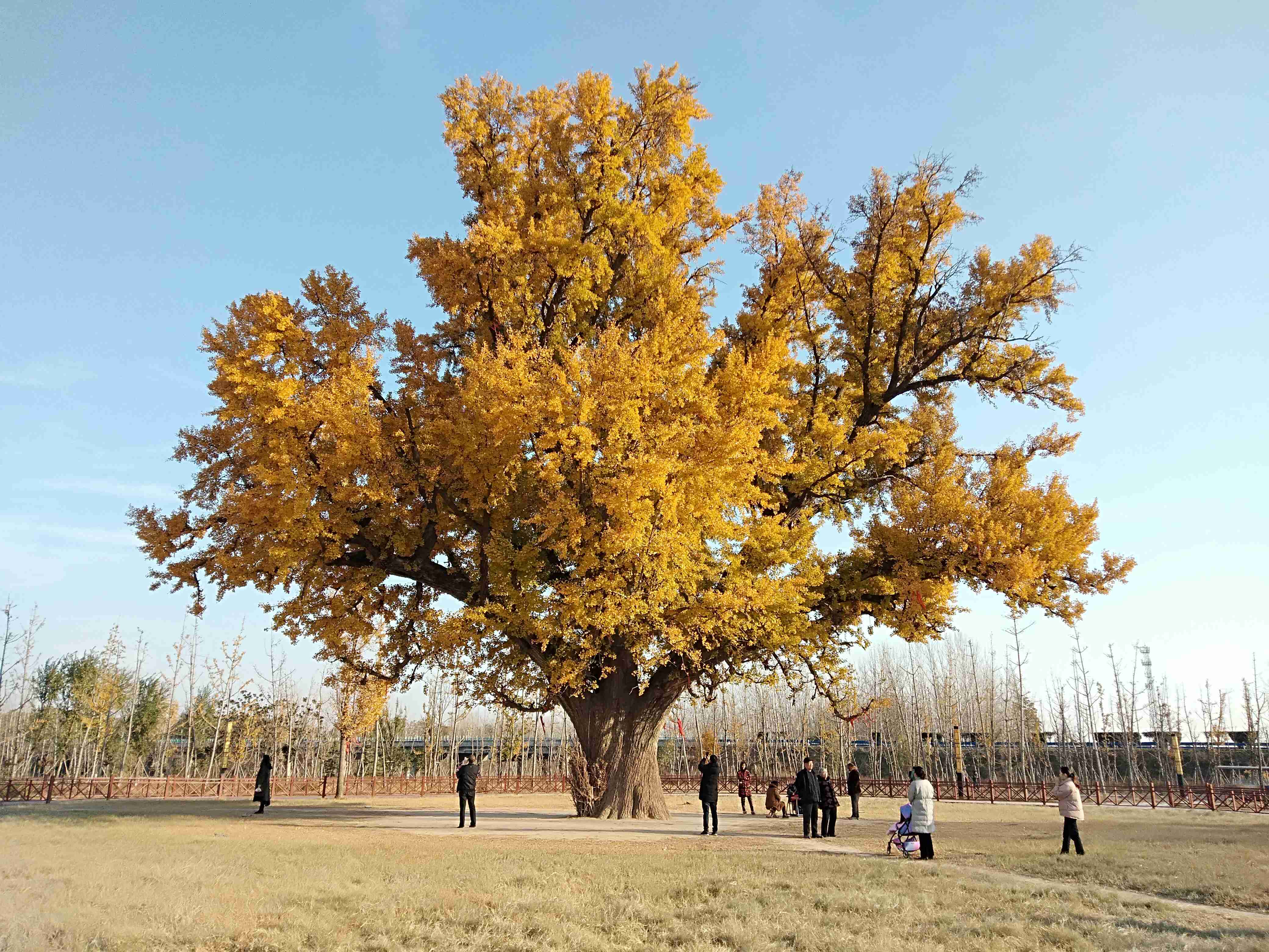  p>千年白果树,位于鹿邑县东北9公里处,涡北镇孙营村之东,北临惠济