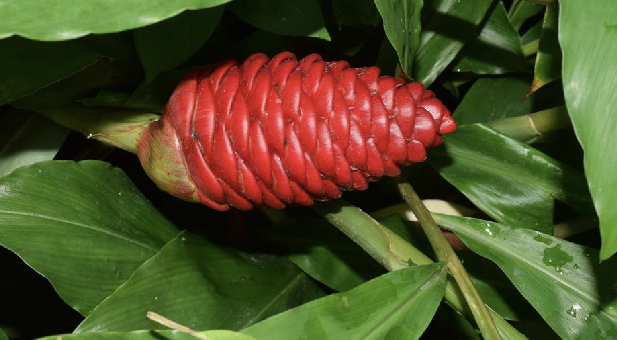  p>珊瑚姜(学名: i>zingiber corallinum /i> hance)是姜科姜属植物.