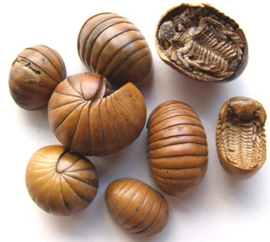 为球马陆科动物日本球马陆 i>glomeris nipponica /i> kishida的全体.