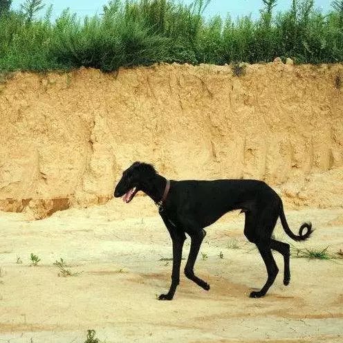中国细犬，原生犬健美优雅不输洋狗_百科TA说