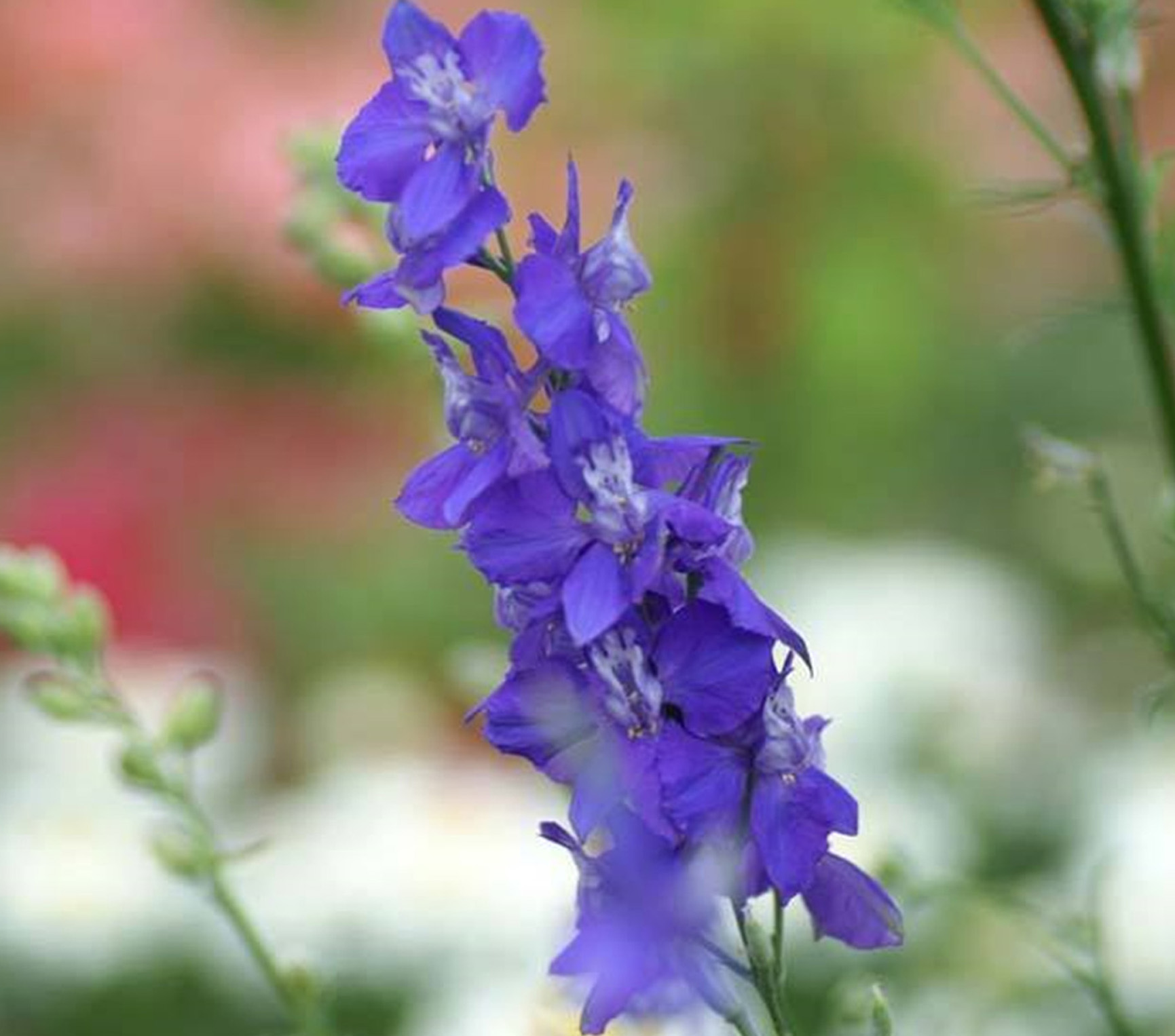  p data-id="tyvcgo3zalta">千鸟草为毛茛科飞燕草属的一年生草本植物