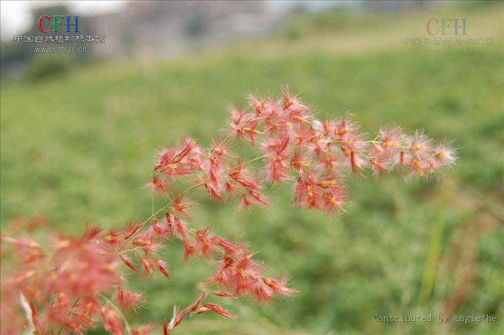  p>红毛草属(学名:rhynchelytrum nees)是黍族,糖蜜草亚族下分一属.