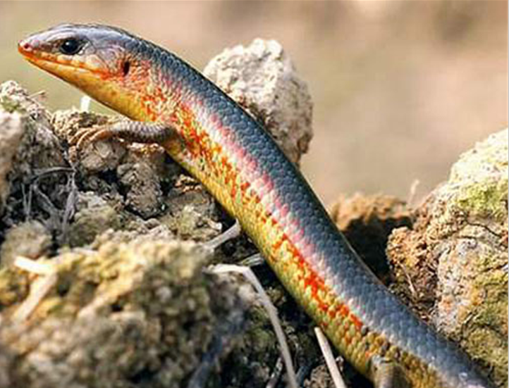  p>中国石龙子(学名: i>plestiodon chinensis /i>)为石龙子科 a href