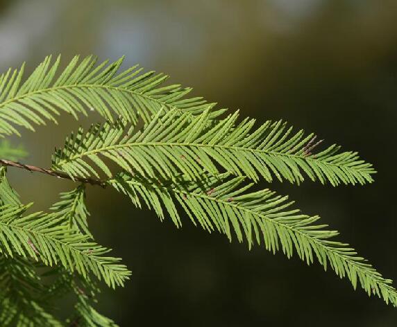  p>墨西哥落羽杉(学名: i> i>taxodium mucronatum  /i> /i>tenore)是