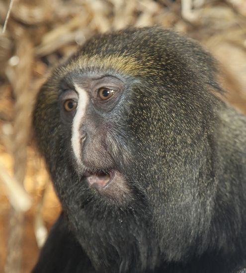  p>枭面长尾猴(学名: i>cercopithecus hamlyni /i>)有一张很像 a