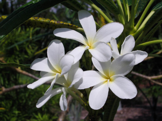 白鸡蛋花 百度百科