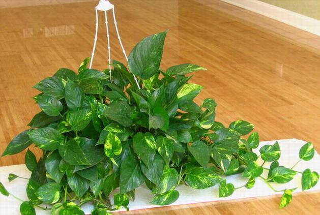  p data-id="gnwvdks6n5">阴性植物又称 a target="_blank" href="