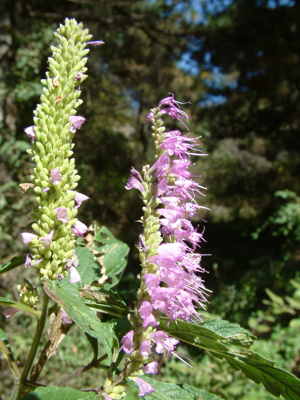 为唇形花科)是 a target="_blank" href="/item/双子叶植物纲/229183"