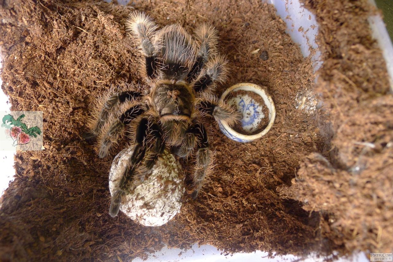 洪都拉斯卷毛蜘蛛