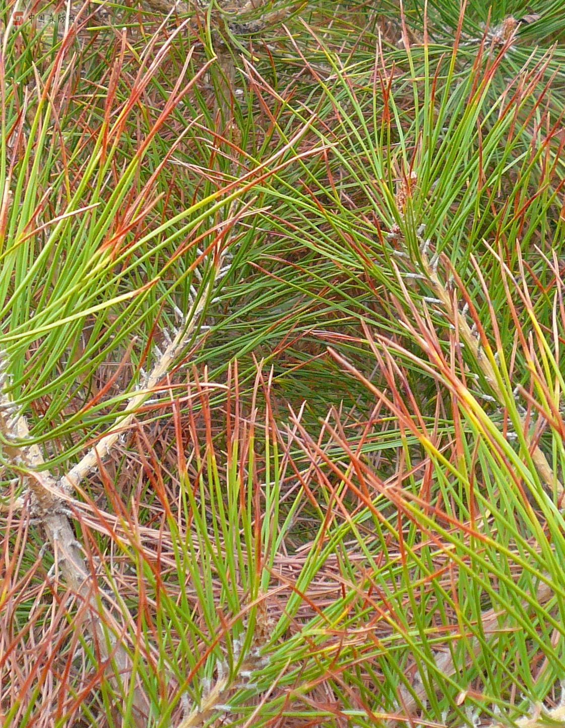 id="gnb67yaxpf">松落针病是由散斑壳属的真菌引起的,发生在松的病害