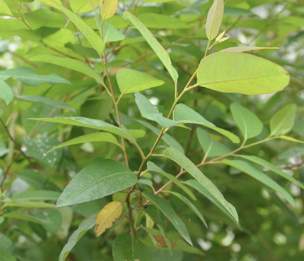 eucalyptus grandis hill
