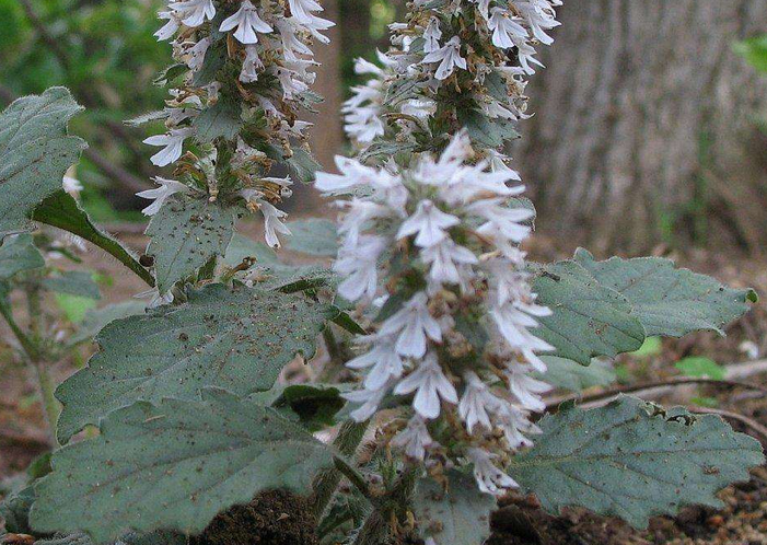  p data-id="gnby13qo73">紫背金盘(学名: i>ajuga nipponensis /i>