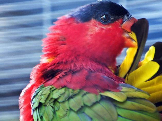  p>紫项吸蜜鹦鹉(学名:lorius domicellus)羽色鲜艳,主要以花粉,花蜜