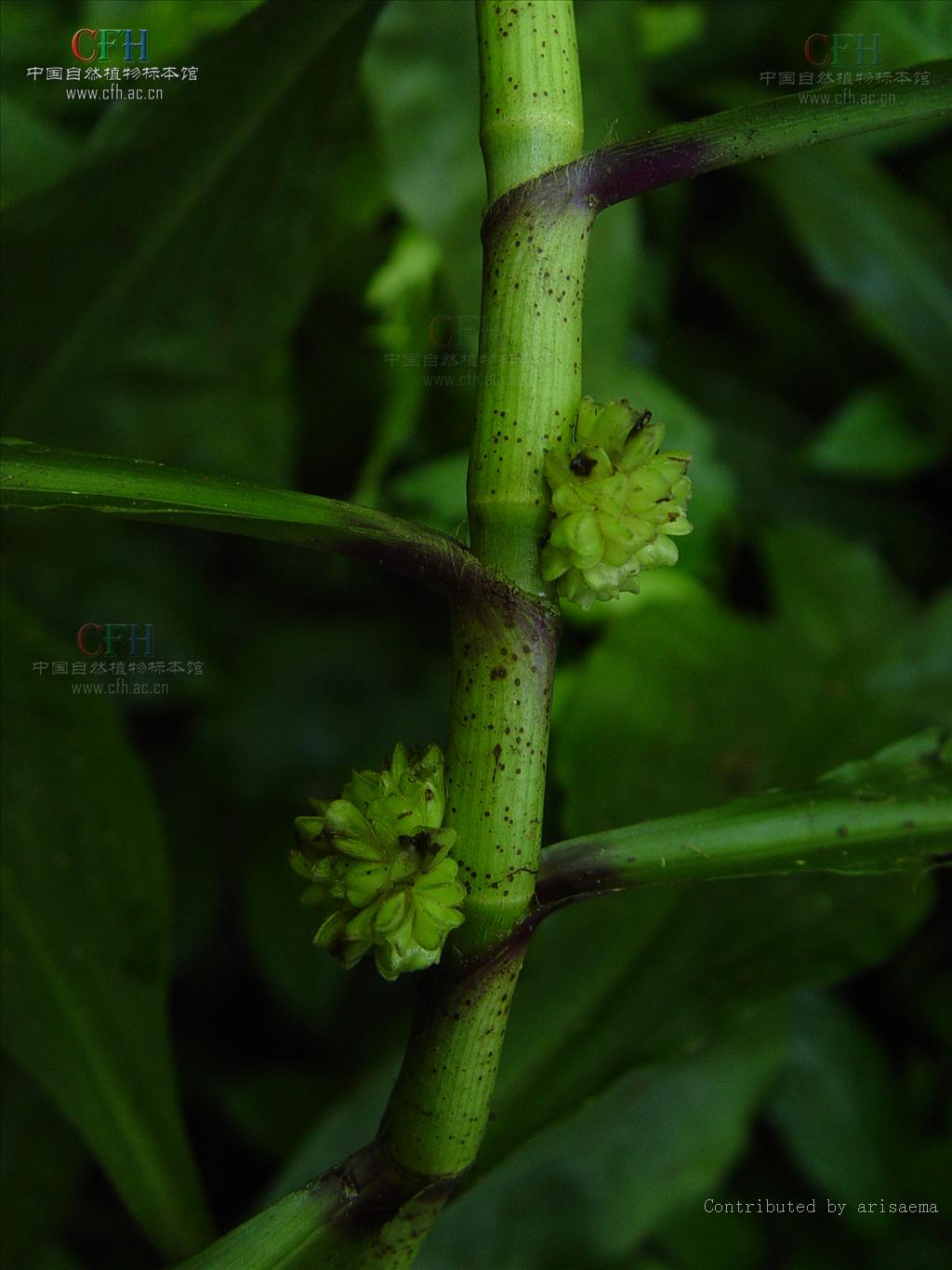 href="#">桑寄生科 /a>, a href="#" data-lemmaid="3428894">鞘花属 