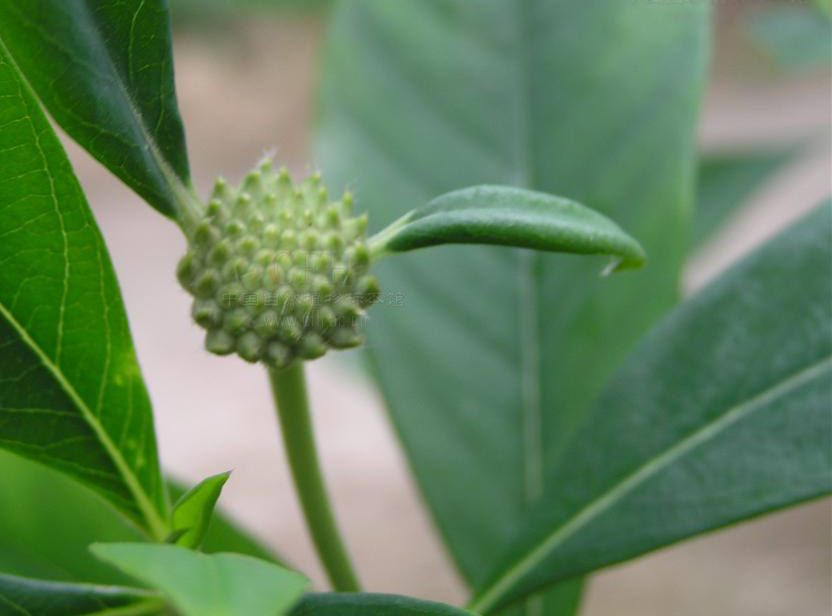  p>白结香(拉丁文名:edgeworthia albiflora nakai) 为 a target="
