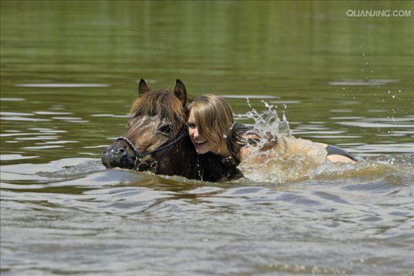 icelandic horse