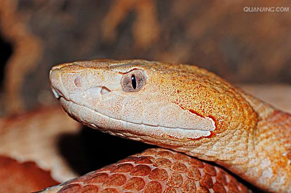  p>中型毒蛇,头部呈明显三角形.