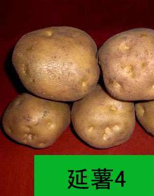延薯4号