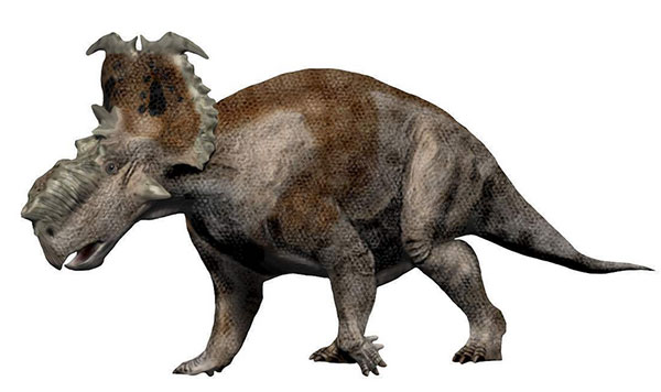  p>厚鼻龙(属名:pachyrhinosaurus)意为"有三角的蜥蜴",是三角龙下目