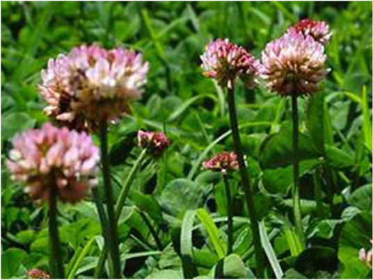 豆科牧草 百度百科