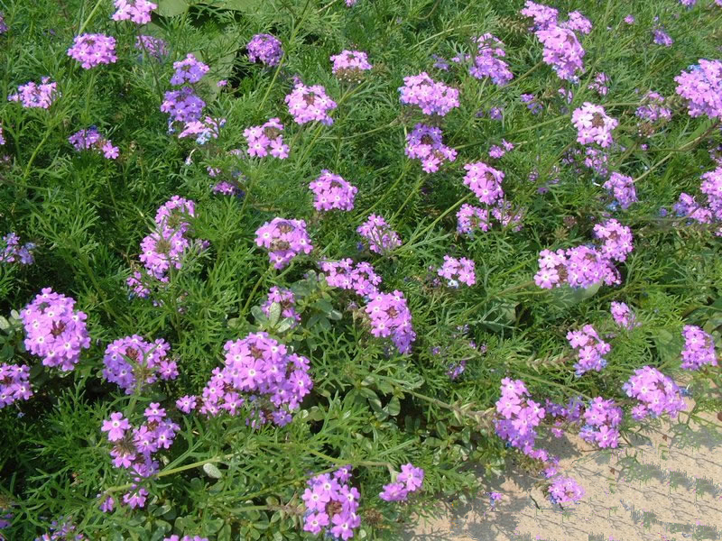  p>美女樱是 a target="_blank" href="/item/马鞭草科/2951374" data