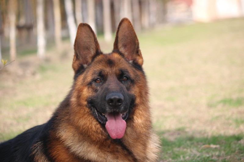 german shepherd