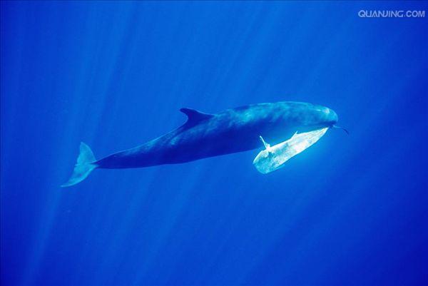  p> a target="_blank" href="/item/伪虎鲸/236951" data-lemmaid="