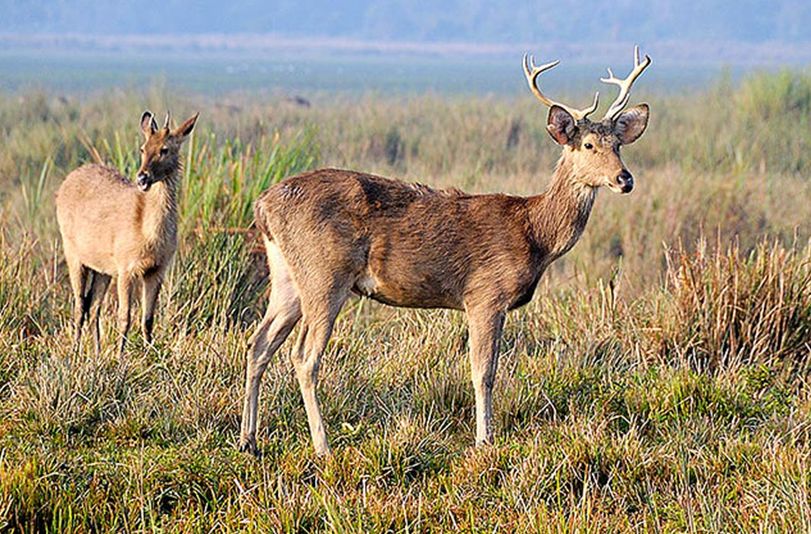  p>泽鹿(学名: i>rucervus duvaucelii /i>)