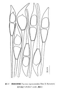 黑锥柄锈菌