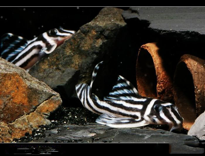  p>熊猫异型于1989年被发现,1991年定名为hypancistrus zebra.