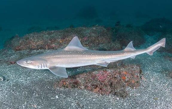  p>白斑星鲨(学名: i>mustelus manazo /i>)是皱唇鲨科,星鲨属的一种