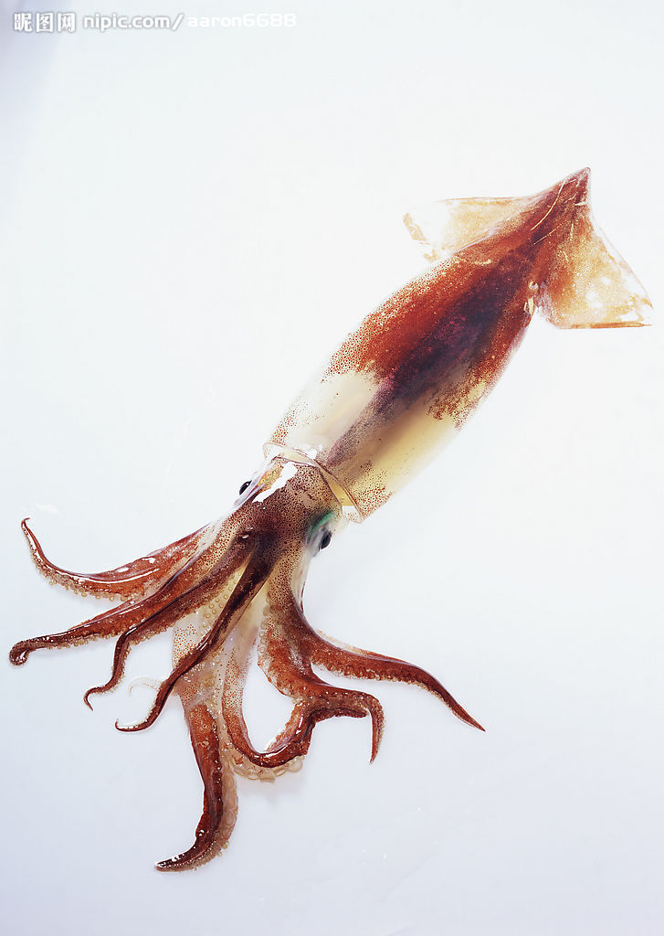  p data-id="gnwgsnawrt"> a target="_blank" href="/item/鱿鱼