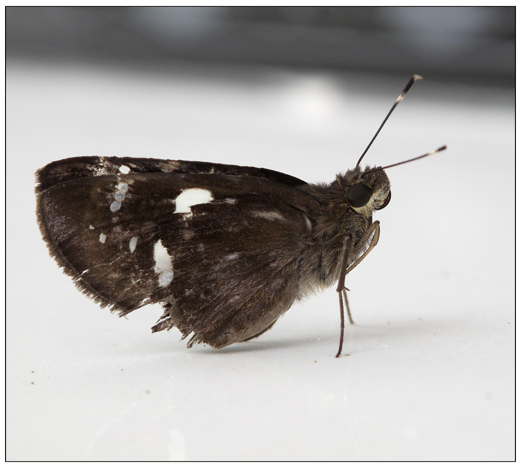 圆纷舟蛾