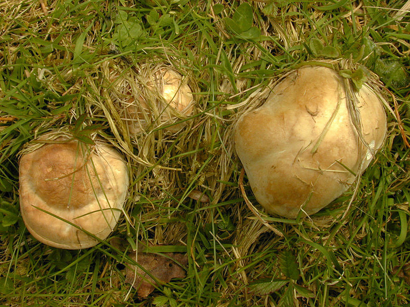  p>香杏丽蘑又称虎皮香杏,黄皮口蘑,香杏蘑.