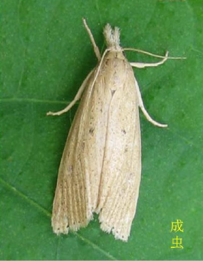  p>稻螟为水稻的主要害虫,主要为 a target="_bl