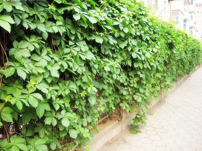 三叶爬山虎