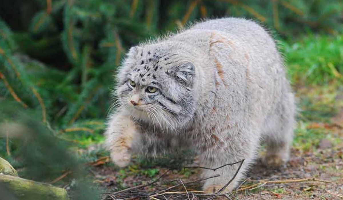 小型猫科动物里的猛兽：浅谈兔狲的生活习性及其生态作用_百科TA说