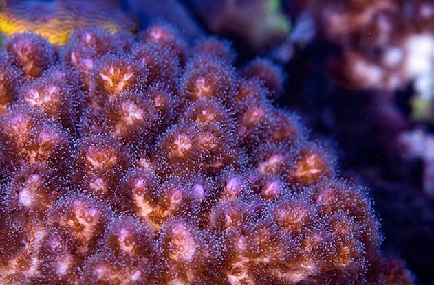  p>鹿角杯形珊瑚(学名: i>pocillopora damicornis /i>):是珊瑚纲,杯