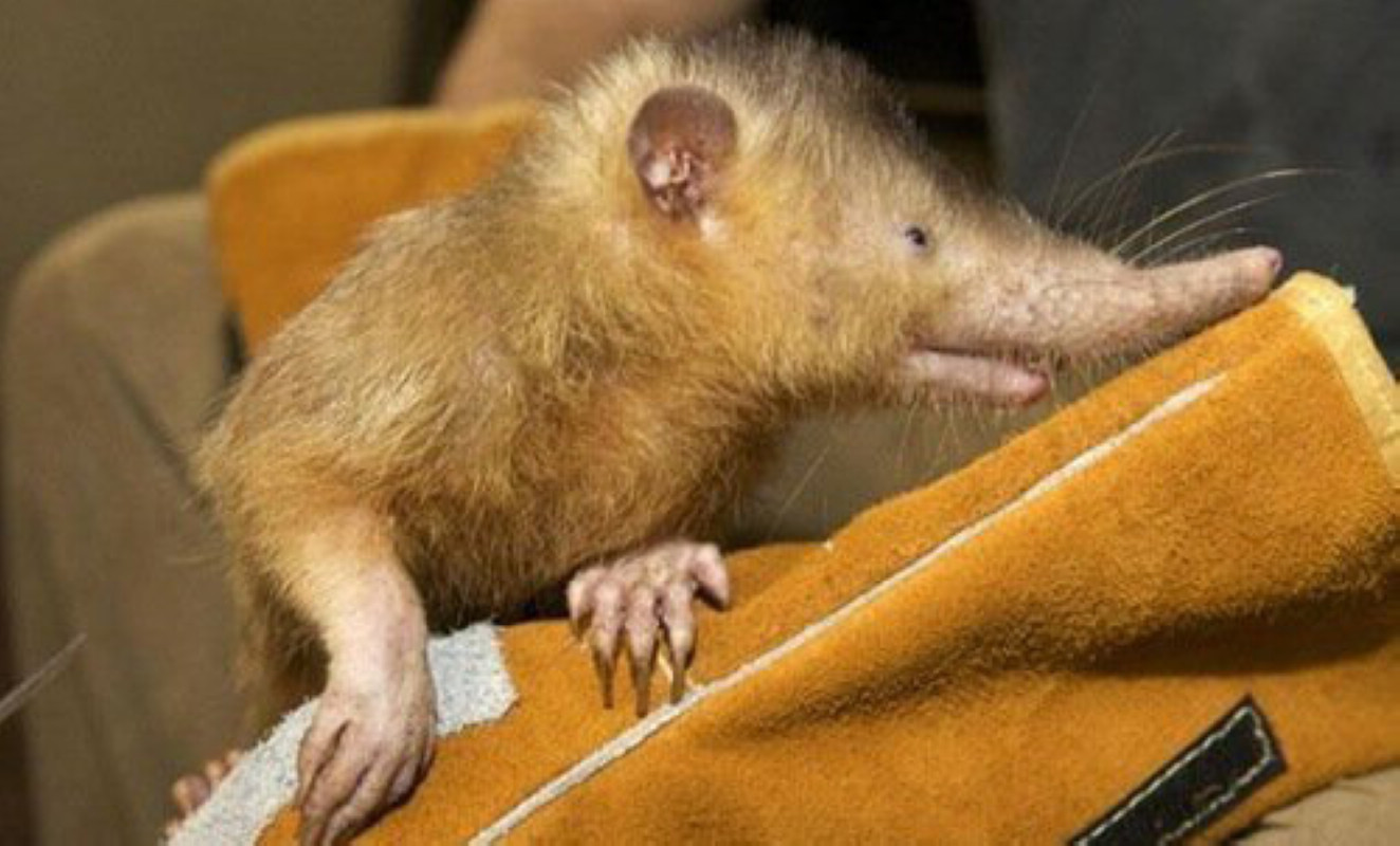  p>长鼻跳鼠( i>leptictidium /i>)是一属细小的史前 a>动物 /a>,又名